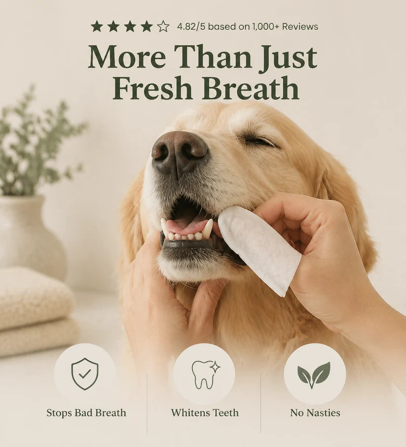 Daily Pet Dental Wipes